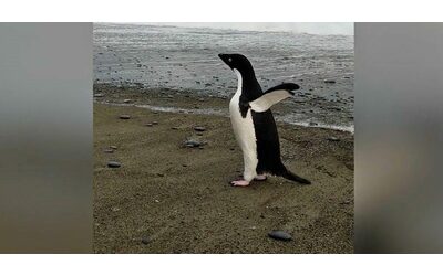 Rimesso in libertà il pinguino imperatore Gus: partito dall’Antartide, era arrivato in Australia dopo un viaggio di oltre 3mila chilometri