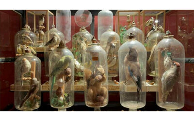 Risolto il mistero degli animali in bottiglia ecco come stato possibile infilare corpi cos grandi attraverso il foro stretto