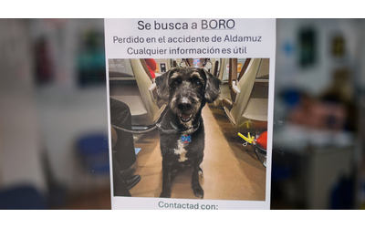 Ritrovato vivo Boro il cane smarrito dopo l incidente ferroviario in Spagna questa storia apre uno spazio di senso