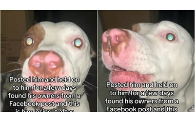 Salva un cane dalla strada e avvia una ricerca della sua famiglia sui social: quando alla fine la...