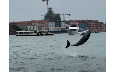 “Salviamo il delfino Mimmo, facciamolo tornare in mare!”: la star della Laguna di Venezia è a rischio, ma c’è chi organizza tour per farsi una foto