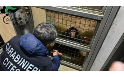 Scimpanz in catene in una gabbia liberato dai carabinieri a Siracusa