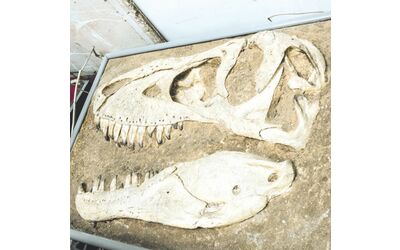 Scoperto uno dei dinosauri pi piccoli di sempre Pesa meno di un chilo il suo ritrovamento riscrive la storia dell evoluzione