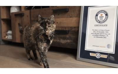 Si chiama Flossie ed la gatta pi anziana del mondo ha appena compito 30 anni ecco la sua storia