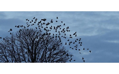 “Siamo di fronte a un’ecatombe silenziosa: per gli uccelli ogni impatto in velocità può essere letale”: la “strage” dei volatili in Italia