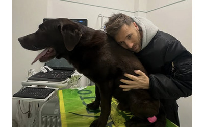 Sono giorni che il mio labrador Dotto piange si lamenta cammina male Non abbiamo risposte se qualcuno di voi pu sapere qualcosa ci aiuti l appello di Nicol De Devitiis
