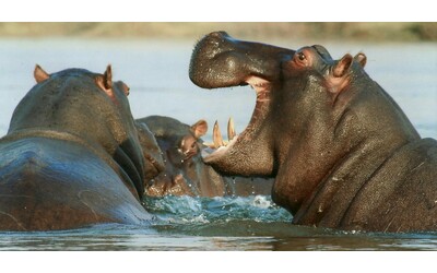 Sono pi di 200 e si riproducono fuori controllo in pericolo l ecosistema la Colombia pronta ad abbattere gli ippopotami di Pablo Escobar
