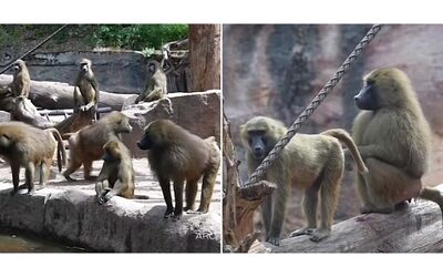 “Soppressi 12 babbuini della Guinea per sovrannumero allo zoo di Norimberga”: polemiche infuocate in Germania