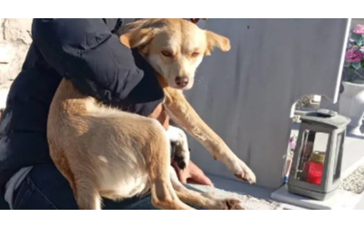 “Sto uscendo da una tomba con un cane in braccio, vergogna”: la storia di Argo, gettato a morire in un loculo vuoto del cimitero e salvo per miracolo