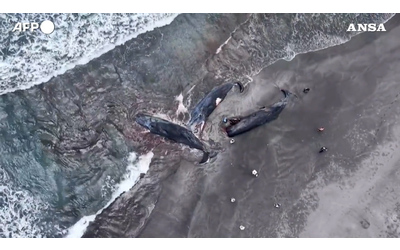 Strage di balene in Giappone: “I cetacei spiaggiati prima dello tsunami” – Video