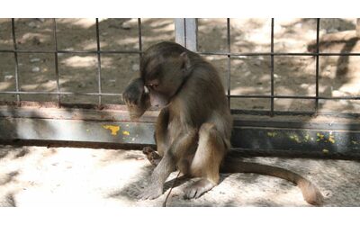 Strage di scimmie in Messico, muoiono e cadono dagli alberi per l’ondata di caldo. I veterinari: “Erano molli come stracci”