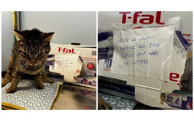 “È stupido, fa pipì dappertutto tranne che nella lettiera”: gatto abbandonato con un crudele messaggio davanti a un rifugio per animali