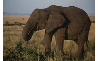 “Trafitto con le zanne, scaraventato al suolo e calpestato dal peso di sei tonnellate”: un elefante ha ucciso il direttore di una riserva naturale