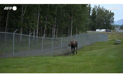 Un alce “sorveglia” l’ingresso della base di Anchorage, in Alaska, alla vigilia del vertice Trump-Putin