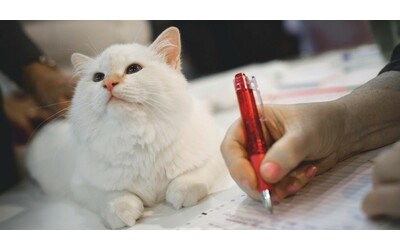 “Un assegno di mantenimento per i gatti rimasti all’ex moglie, verserà 240 euro ogni tre mesi per 10 anni”: la storica sentenza di divorzio in Turchia