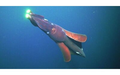 Un calamaro gigante che acceca le sue prede e le cattura. Ecco le rare immagini direttamente dall’Oceano Pacifico
