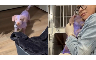 Un cane viene immerso in una vernice tossica. La ragazza che lo ha salvato: “Era spaventato, è il cucciolo più dolce del mondo”