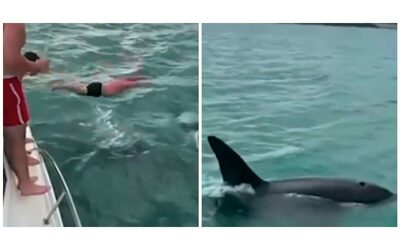 “Un comportamento stupido e pericoloso”. Un uomo si tuffa in acqua per colpire un’orca e viene multato