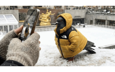 Un piccione si trasforma in modello per le strade di New York e fa impazzire TikTok ecco chi IL VIDEO