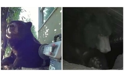 Un uomo torna a casa e scopre che stava “convivendo” con un orso di 200 kg: “Sentivo degli strani rumori: c’era qualcosa sotto casa mia”