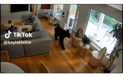 Un volpino di Pomerania caccia un orso da casa: l’incredibile video ripreso dalle telecamere di sicurezza