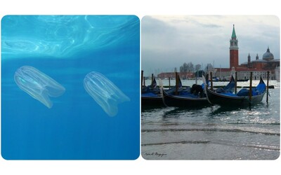 Una nuova specie invasiva nella laguna di Venezia le Noci di mare mettono in pericolo ecosistema e pesca