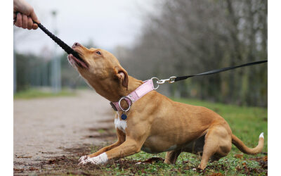 Una scena brutale nonno e nipotina di 3 mesi sbranati a morte da i loro due pittbull Un vicino di casa Quei cani avevano gi ucciso il mio gatto