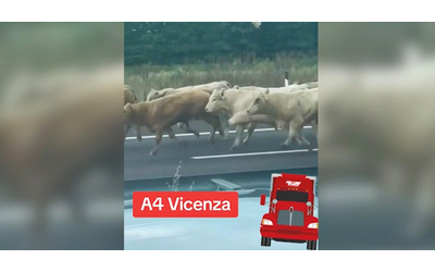 Vicenza, camion carico di bestiame si ribalta sulla A4: vacche in fuga sull’autostrada – Video