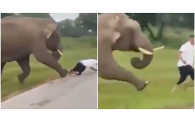 “È vivo per miracolo”: turista si avvicina troppo all’elefante per scattargli una foto,...