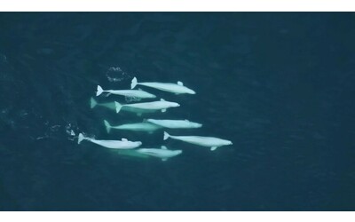 Balene beluga dell Alaska il DNA racconta una storia sociale complessa
