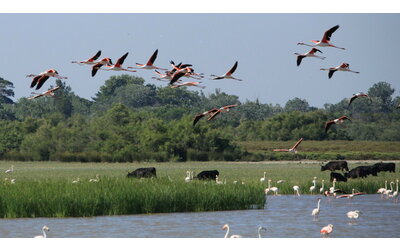 Biodiversità nelle aree protette europee: il ruolo inaspettato dell’agricoltura