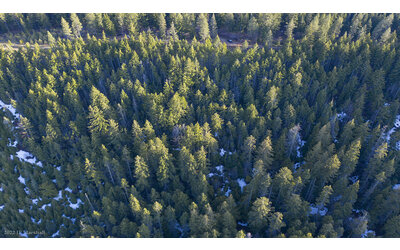 Cambiamento climatico una strategia salva i boschi riscoprendo un metodo antico