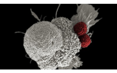Cellule viventi programmate: una speranza per contrastare il cancro
