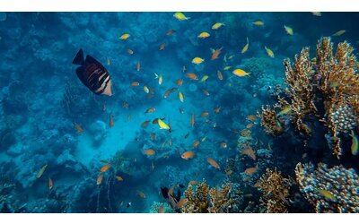 Clima e biodiversità marina: Reef Adapt supporta la resilienza degli ecosistemi