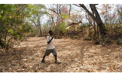 Dialetti del Mozambico la ricerca svela un linguaggio condiviso tra uomo e fauna selvatica