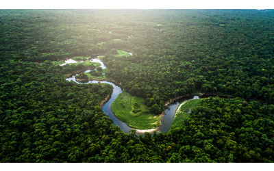 Foreste pluviali uno studio quantifica un forte legame con le precipitazioni