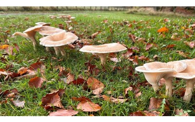 I funghi potenziano la crescita degli alberi in tutto il mondo