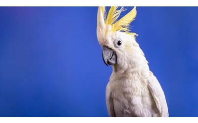 I pappagalli inventano coreografie: cosa rivelano i nuovi passi di danza dei cacatua