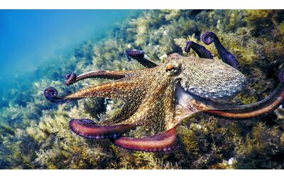 Il superpotere dei polpi ricreato in laboratorio grazie a un idea geniale