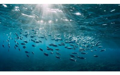 L’intelligenza artificiale trasforma lo studio degli oceani riducendo i tempi di calcolo