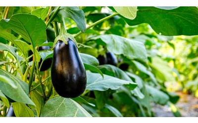 Melanzane pi ricche di antocianine il ruolo sorprendente della famiglia genica BBX