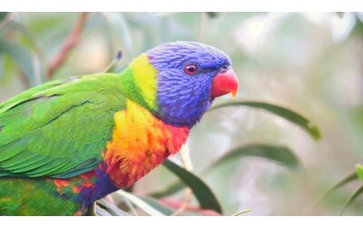 Metabolismo ad alta energia cosa indica la genetica degli uccelli che vivono di nettare