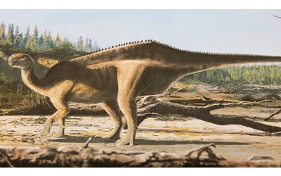 Scoperta una nuova specie di dinosauro con una struttura sorprendente sulla schiena
