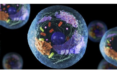 Scoperte importanti funzioni dei complessi proteici nelle cellule