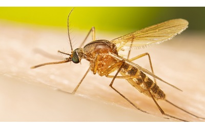 Un’abilità delle zanzare potrebbe rivoluzionare il futuro del suono