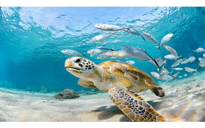 Un arcipelago svela il potenziale nascosto della conservazione marina