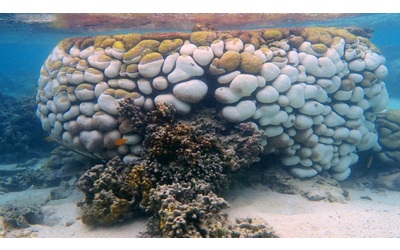 Un ecosistema millenario in pericolo cosa sta accadendo ai coralli Goniopora