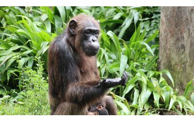 Un esperimento dimostra che gli scimpanz possono ragionare come gli esseri umani