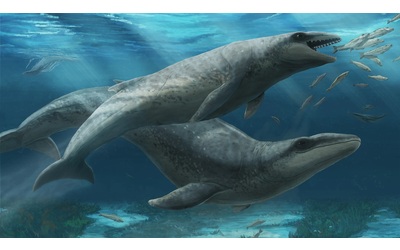 Un fossile svela una balena preistorica dalle dimensioni sorprendenti