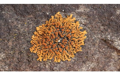 Un lichene arancione potrebbe aiutare a scoprire nuovi fossili preistorici